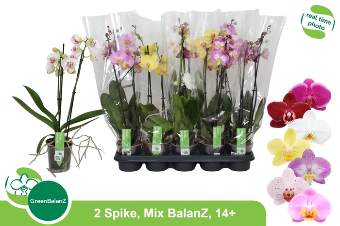 <h4>PHAL GEM</h4>