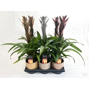 Guzmania Gold, Silver, Bronze Mix C