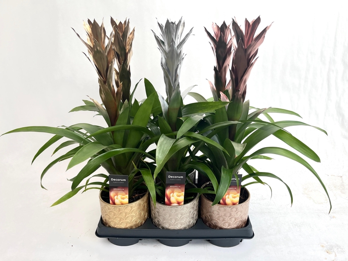 <h4>Guzmania Gold, Silver, Bronze Mix C</h4>