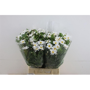 Margriet White (x25)