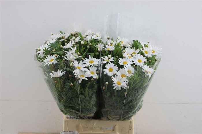 <h4>Margriet White (x25)</h4>