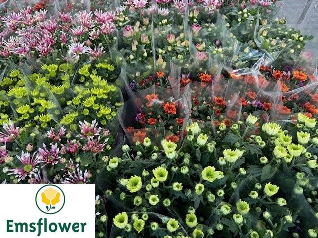 <h4>CHRYS GR GEM</h4>