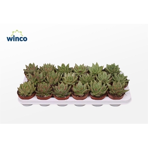 Echeveria Ebony Green