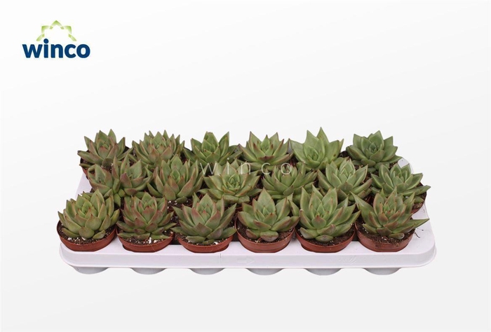 <h4>Echeveria Ebony Green</h4>