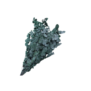Eucalyptus Preserved Green Espiral