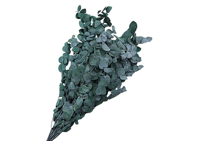 <h4>Eucalyptus Preserved Green Espiral</h4>