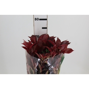 FOLHAGEM PHOTINIA VERMELHO 070 CM