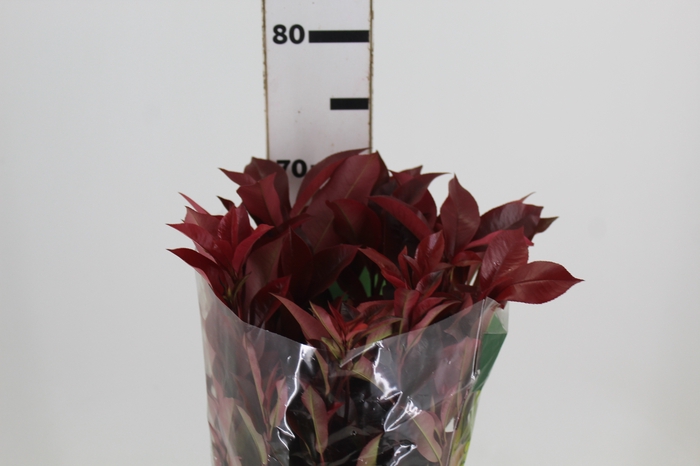 <h4>FOLHAGEM PHOTINIA VERMELHO 070 CM</h4>