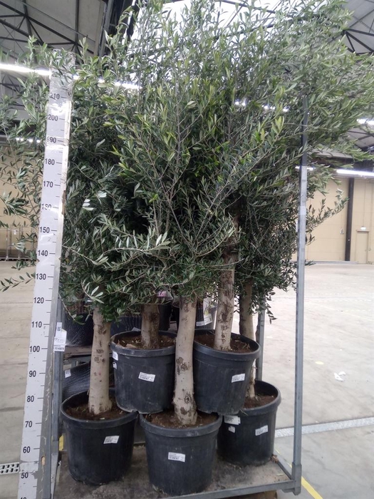 <h4>Olea europaea</h4>