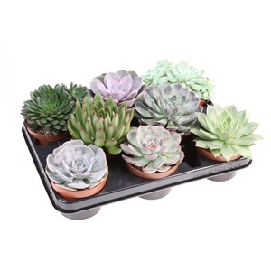 Echeveria mix