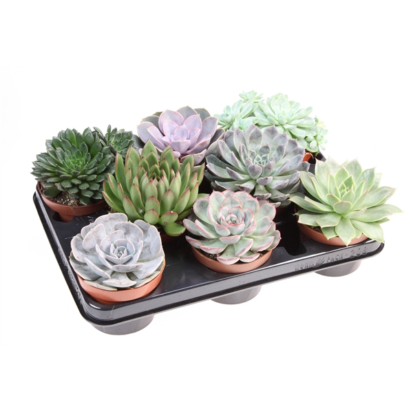 <h4>Echeveria mix</h4>