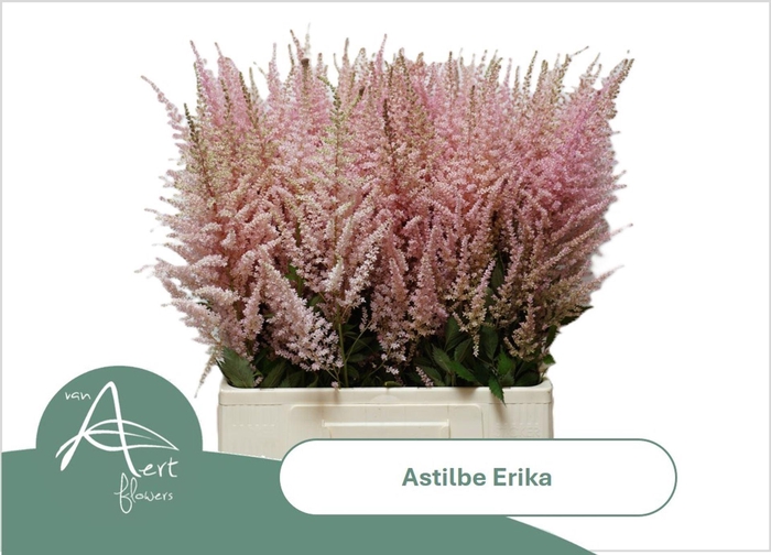 <h4>ASTILBE ARENDSII 'ERIKA'</h4>