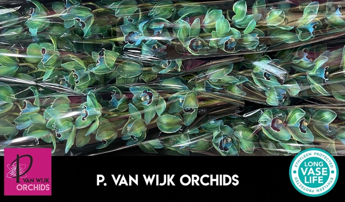 <h4>CYMB T KLB H%</h4>