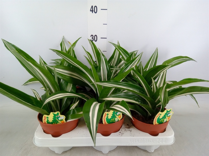 <h4>Dracaena frag. 'Kanzi'</h4>