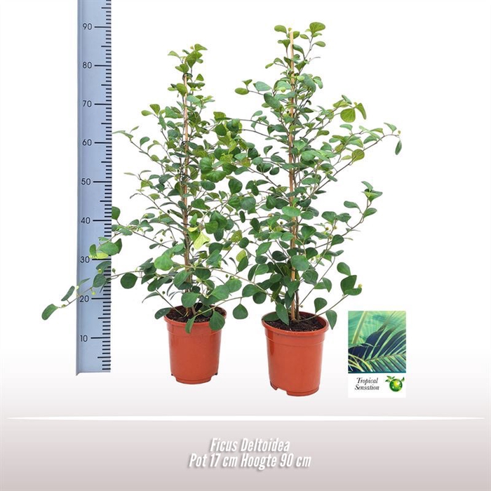 <h4>Ficus deltoidea</h4>