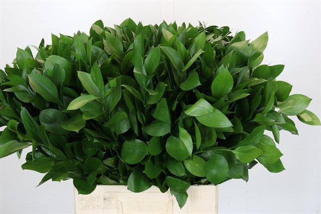 <h4>RUSCUS HYPOPHYLLUM</h4>