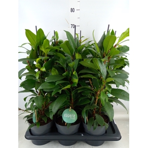 Ficus cyathistipula 'Compacta'