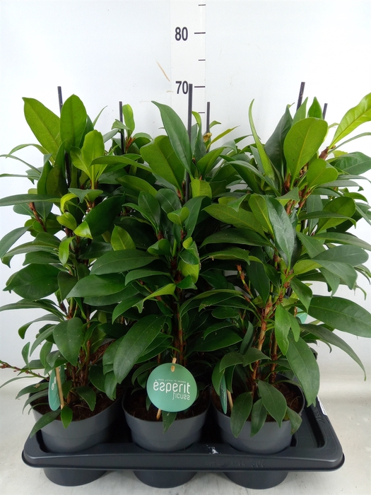 <h4>Ficus cyathistipula 'Compacta'</h4>