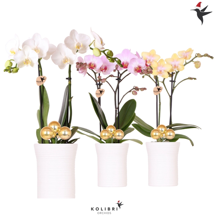 <h4>Kolibri Orchids Phalaenopsis mix 2 spike in Furrow pot white with Christmas ball gold</h4>