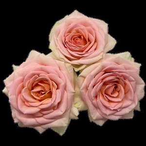 Rosa ec spray rosanella