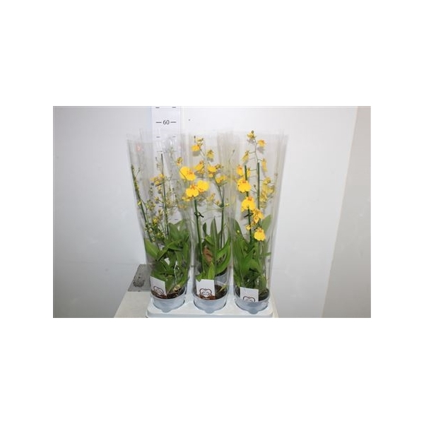 <h4>Oncidium Ov</h4>