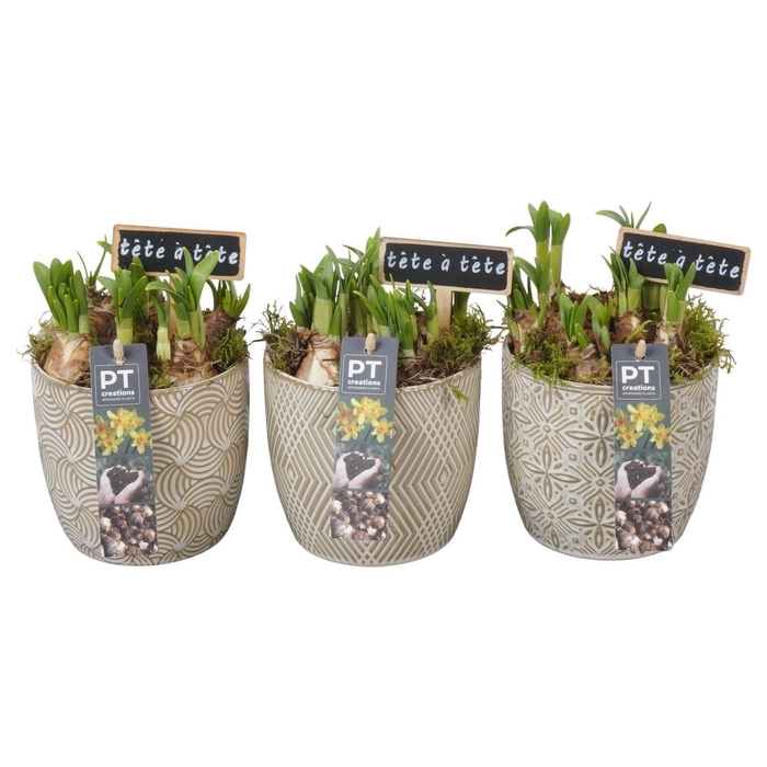 <h4>Arr. Narcissus Tete Tete L%</h4>