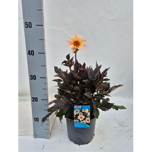 Dahlia Happy Days Cream