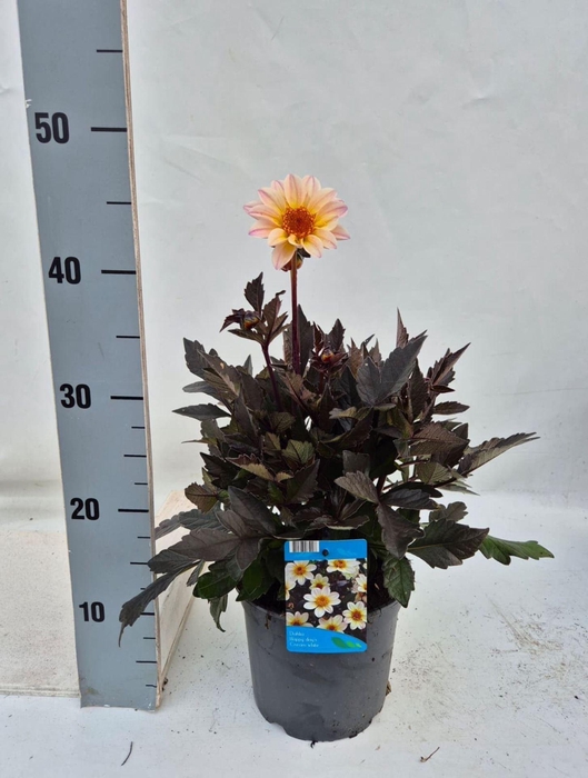 <h4>Dahlia Happy Days Cream</h4>