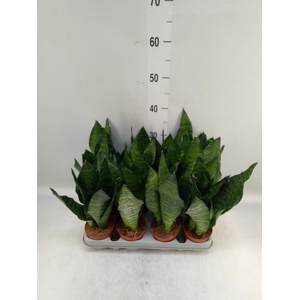 Sansevieria zeylanica
