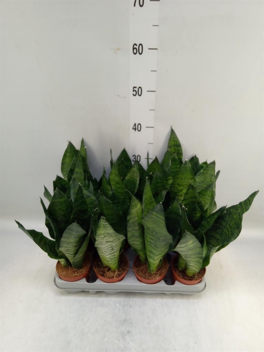 <h4>Sansevieria zeylanica</h4>