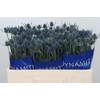 Eryngium Blue Dynamite