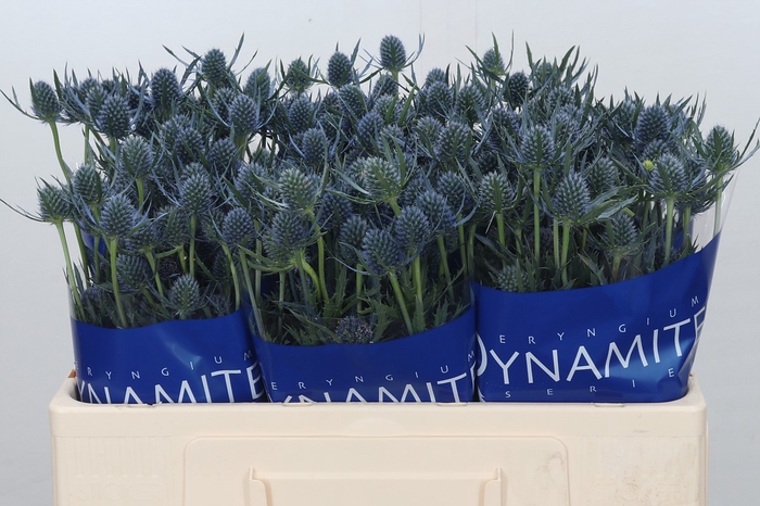 Eryngium Blue Dynamite