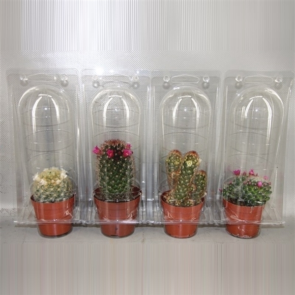 <h4>1158 Solo Blister Bloeiende 8,5 cm</h4>