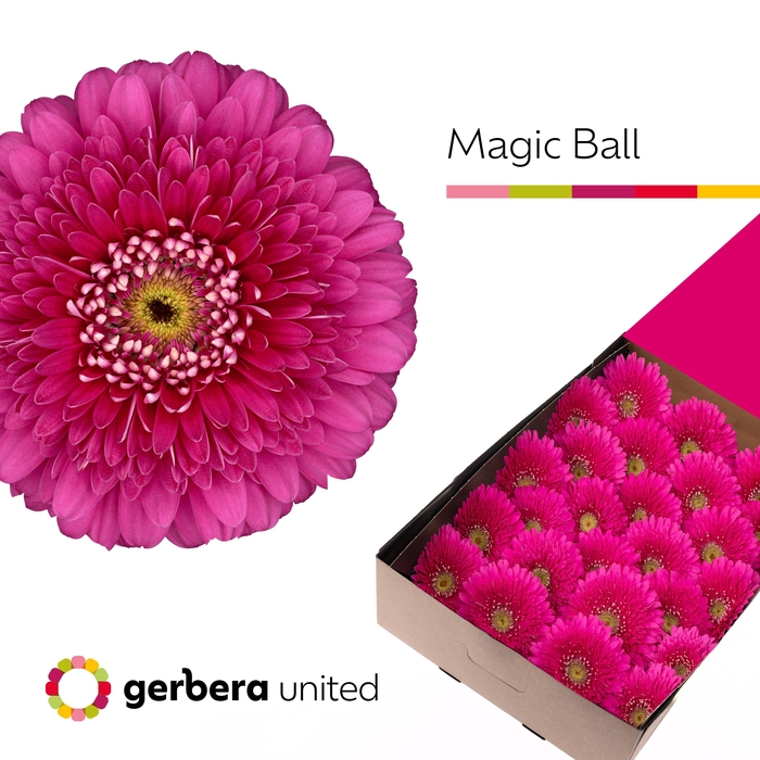<h4>Gerbera Pomponi Magic Ball Doos</h4>