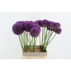 ALLIUM AMBASSADOR XL