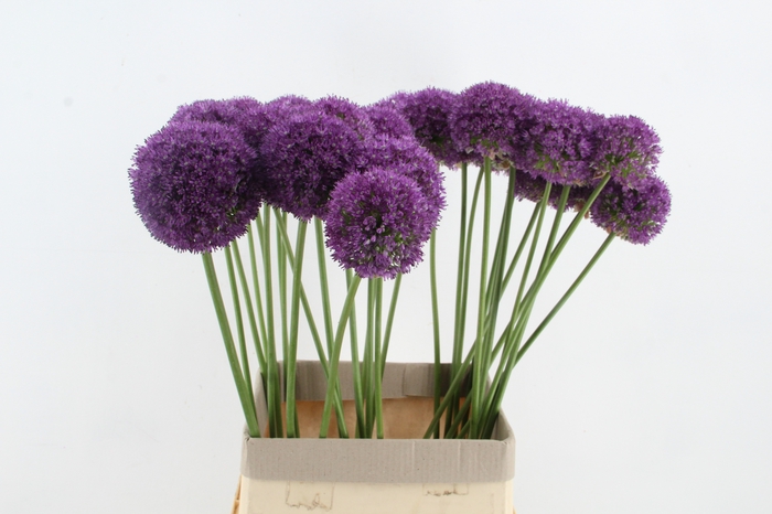 <h4>ALLIUM AMBASSADOR XL</h4>