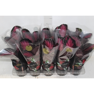CALATHEA ROSEA PICTA CRIMSON P12
