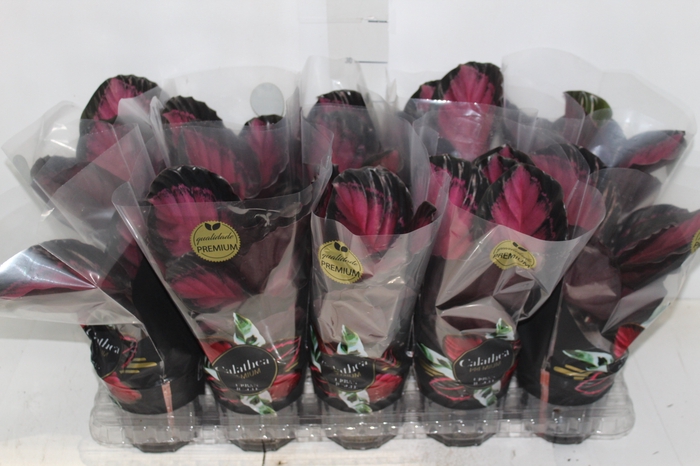 <h4>CALATHEA ROSEA PICTA CRIMSON P12</h4>