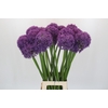 Allium Globemaster