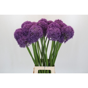 Allium Globemaster