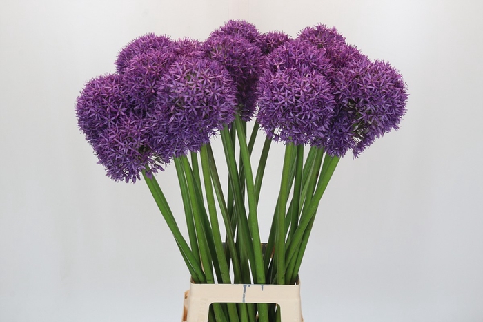 Allium Globemaster