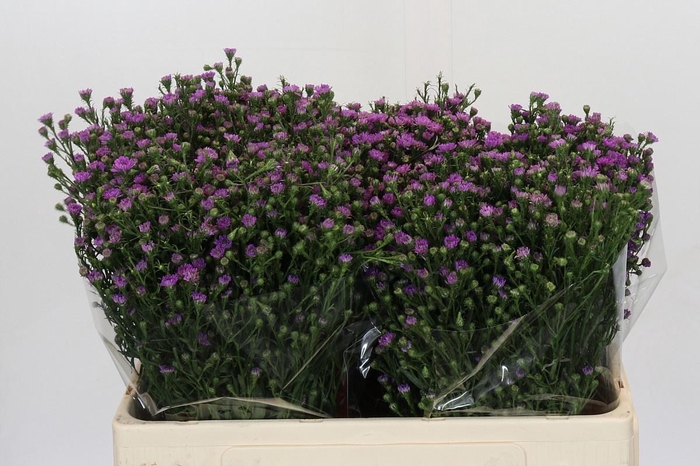 <h4>AST ASTEE M BABY PIN</h4>