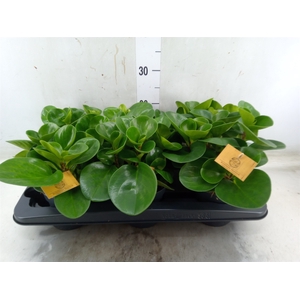 Peperomia obt. 'Green Gold'