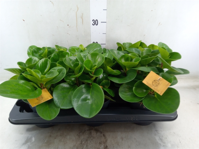 <h4>Peperomia obt. 'Green Gold'</h4>