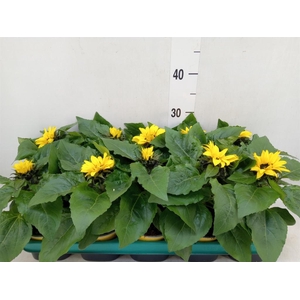 Helianthus an. 'Sunsation'