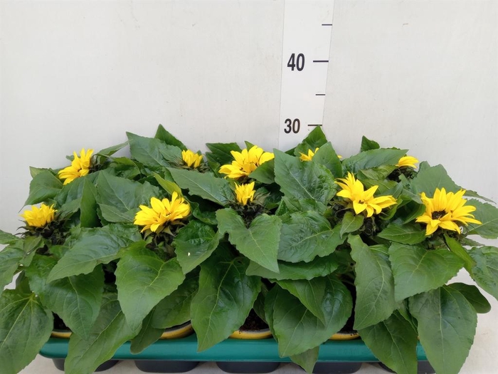 <h4>Helianthus an. 'Sunsation'</h4>