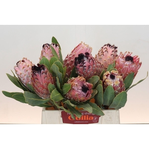 Protea Barbigera Air
