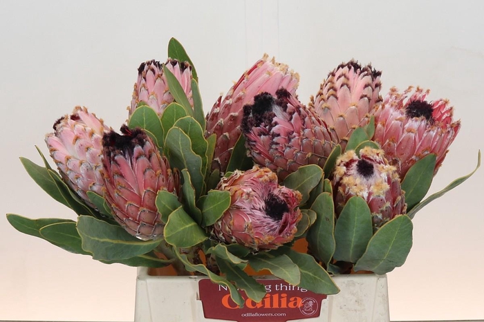 <h4>Protea Barbigera Air</h4>