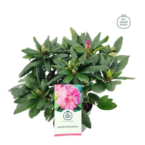 Rhododendron   ...
