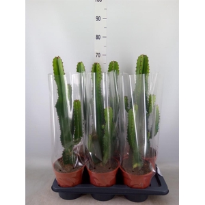 Euphorbia acrurensis